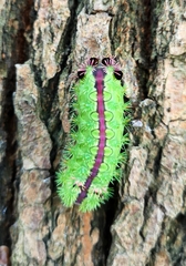 Parasa pastoralis