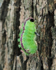 Parasa pastoralis
