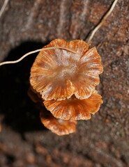 Kuehneromyces brunneoalbescens