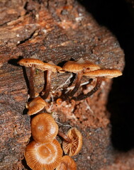 Kuehneromyces brunneoalbescens