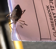 Poecilometis lineatus