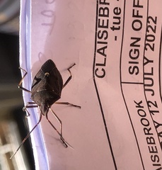 Poecilometis lineatus