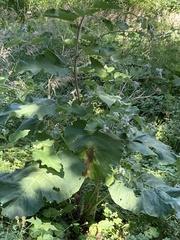 Arctium tomentosum