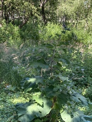 Arctium tomentosum