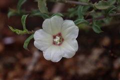 Xenostegia tridentata
