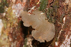 Pseudohydnum tasmanicum