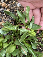 Solidago simplex simplex