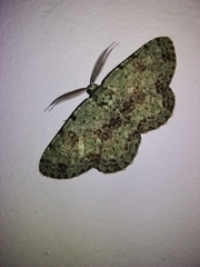 Ophthalmitis herbidaria