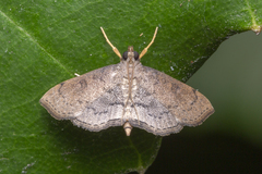 Protonoceras