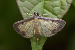 Nistra