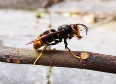 Vespa velutina