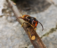 Vespa velutina