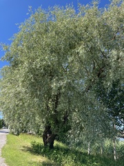 Salix
