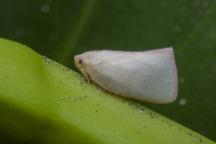 Sanurus