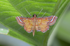Ambia decoralis