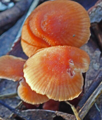 Laccaria canaliculata