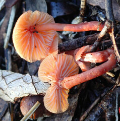 Laccaria canaliculata