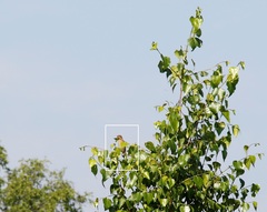 Carpodacus erythrinus grebnitskii