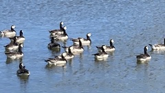 Branta leucopsis