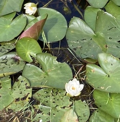 Nymphaea alba