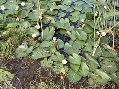Nymphaea alba