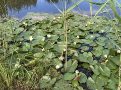 Nymphaea alba