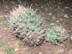 Coryphantha robustispina uncinata
