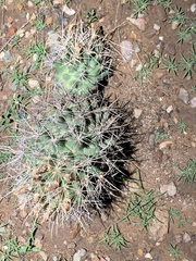 Coryphantha robustispina uncinata
