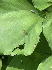 Polyglypta costata