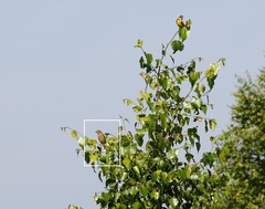 Carpodacus erythrinus grebnitskii