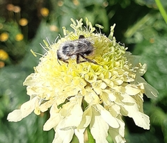 Bombus sylvarum