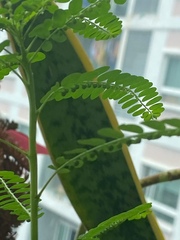 Phyllanthus amarus