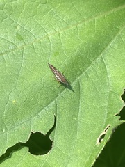 Polyglypta costata