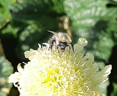 Bombus sylvarum