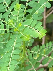Phyllanthus amarus