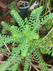 Phyllanthus amarus