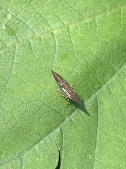 Polyglypta costata