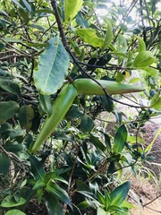 Strophanthus