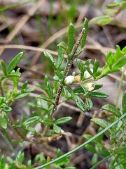 Cyanothamnus rigens