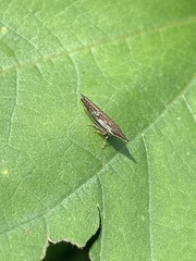 Polyglypta costata