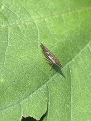 Polyglypta costata