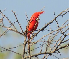 Cardinalis phoeniceus