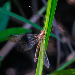 Ascalohybris subjacens