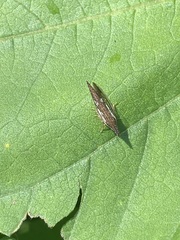 Polyglypta costata
