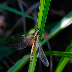 Ascalohybris subjacens