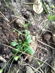 Androsace filiformis