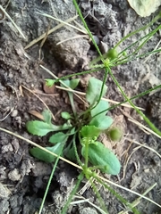 Androsace filiformis