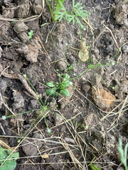 Androsace filiformis