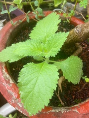 Lindenbergia philippensis