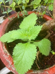 Lindenbergia philippensis